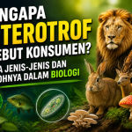 Heterotrof