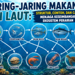 Jaring-Jaring Makanan di Laut