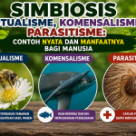 Simbiosis