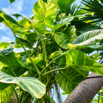Cara Membuat Daun Sirih Gading Besar