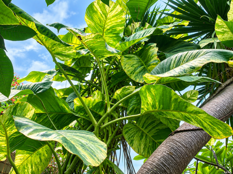 Cara Membuat Daun Sirih Gading Besar