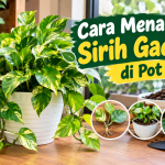 Cara Menanam Sirih Gading di Pot