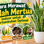 Cara Merawat Lidah Mertua Indoor