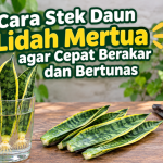 Cara Stek Daun Lidah Mertua