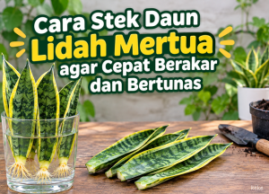 Cara Stek Daun Lidah Mertua