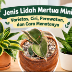 Jenis Lidah Mertua Mini