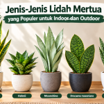 Jenis Lidah Mertua yang Populer