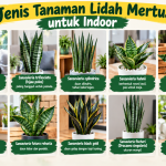 Jenis Tanaman Lidah Mertua untuk Indoor