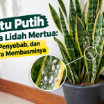 Kutu Putih pada Lidah Mertua