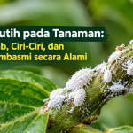 Kutu Putih pada Tanaman