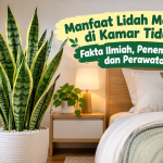 Manfaat Lidah Mertua di Kamar Tidur