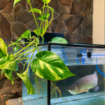 Manfaat Sirih Gading untuk Aquarium