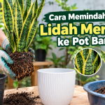 Memindahkan Lidah Mertua ke Pot Baru
