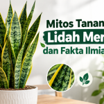Mitos Tanaman Lidah Mertua