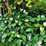 Peace Lily