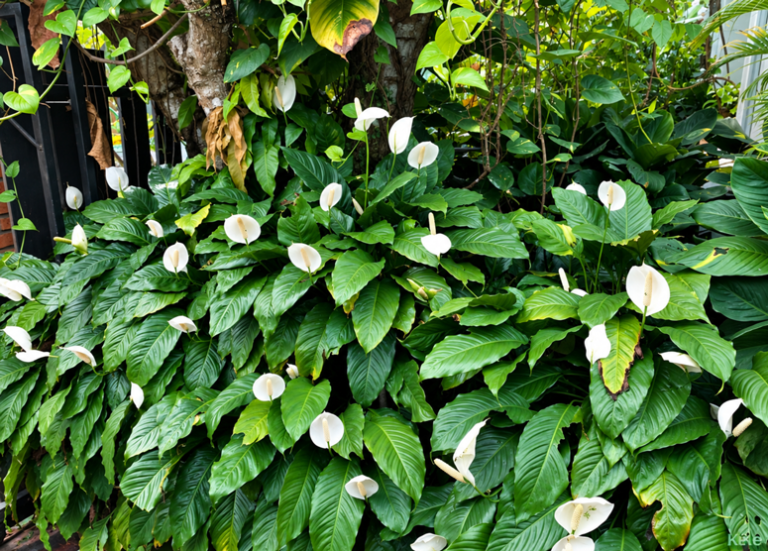 Peace Lily