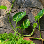 Penyebab Daun Sirih Gading Kecil