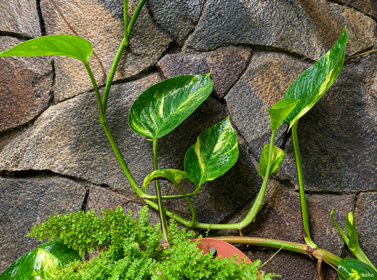 Penyebab Daun Sirih Gading Kecil