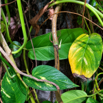 Penyebab Daun Sirih Gading Menguning