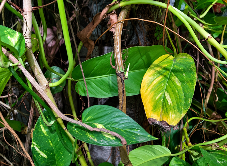 Penyebab Daun Sirih Gading Menguning