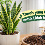 Tanah yang Cocok untuk Lidah Mertua