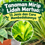 Tanaman Mirip Lidah Mertua