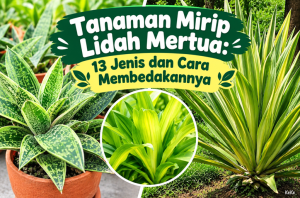 Tanaman Mirip Lidah Mertua
