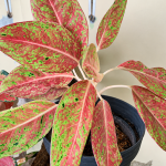 Aglonema