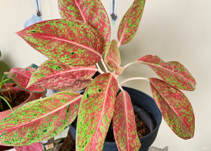 Aglonema
