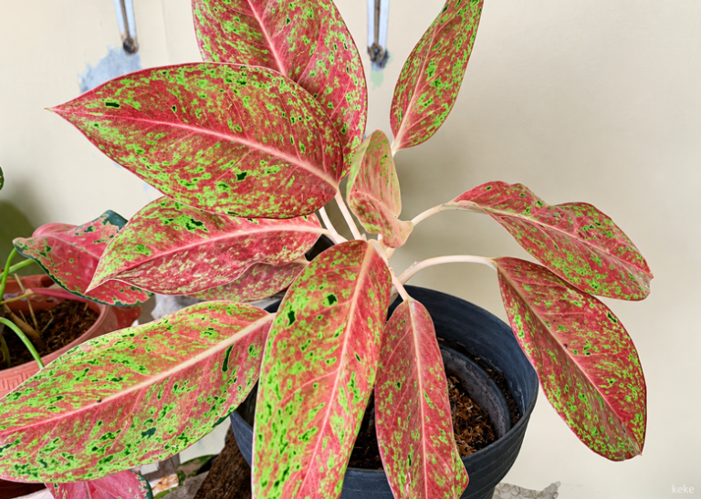 Aglonema