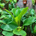 Anthurium