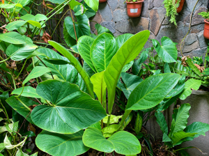 Anthurium