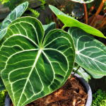 Anthurium Clarinervium