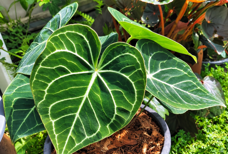 Anthurium Clarinervium