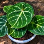 Anthurium Dorayaki