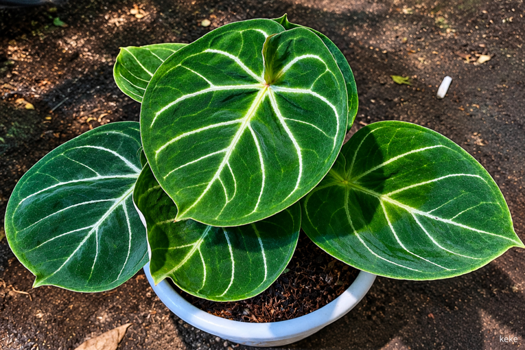 Anthurium Dorayaki