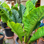 Anthurium Hookeri