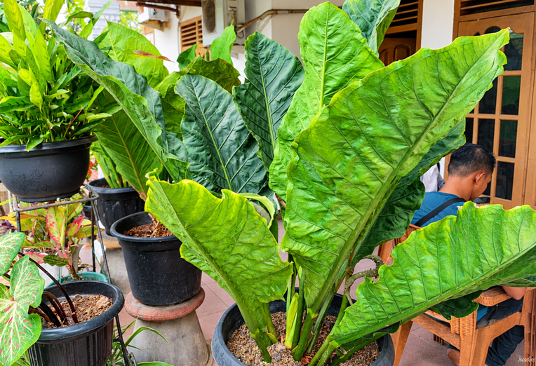 Anthurium Hookeri