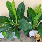 Anthurium Schlechtendalii
