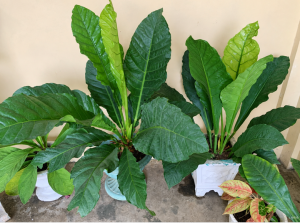 Anthurium Schlechtendalii