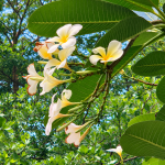 Apa Bedanya Adenium dan Kamboja