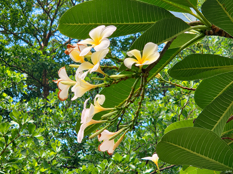 Apa Bedanya Adenium dan Kamboja
