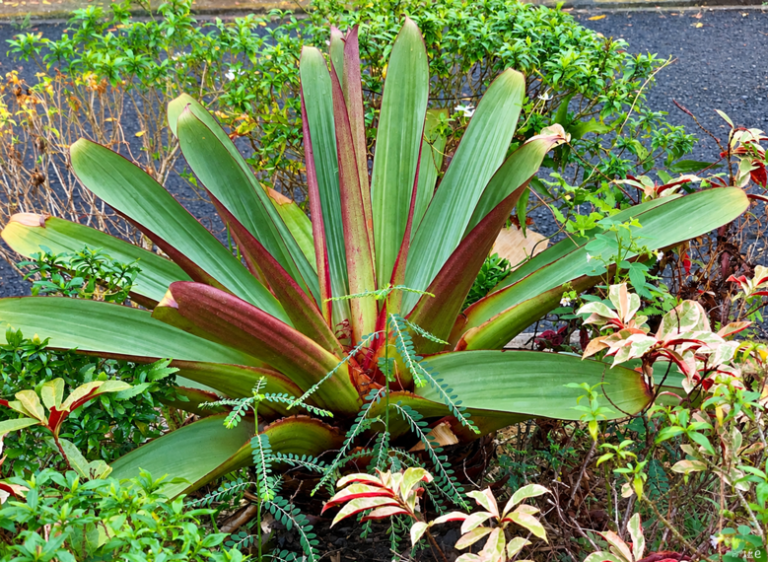 Apakah Bromelia Bisa Berbunga