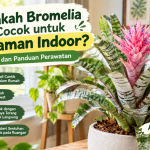 Apakah Bromelia Cocok untuk Tanaman Indoor