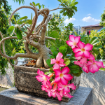 Berapa Lama Bunga Adenium Berbunga