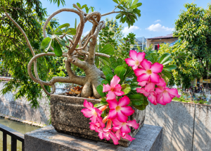 Berapa Lama Bunga Adenium Berbunga