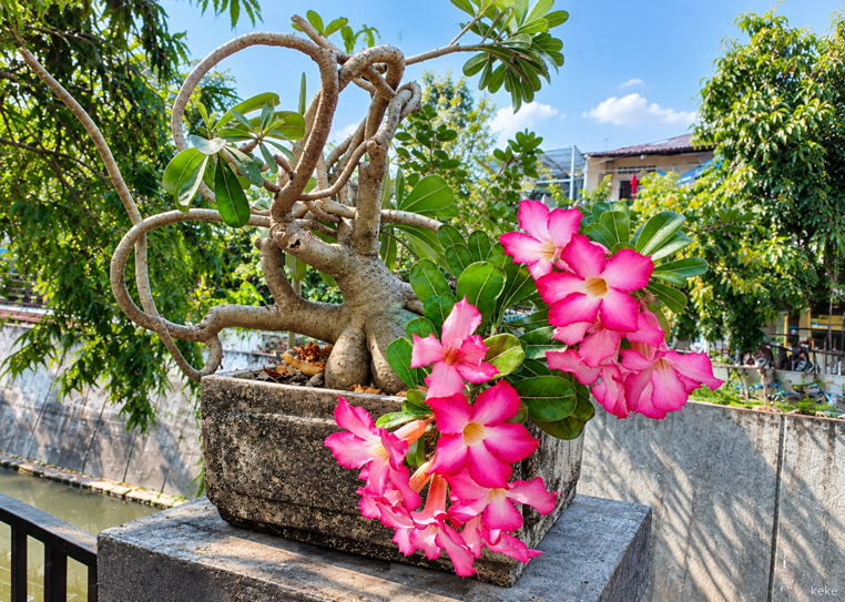 Berapa Lama Bunga Adenium Berbunga