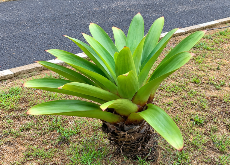 Bromelia Tahan Panas