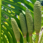 Buah Monstera Bisa Dimakan