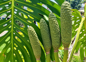 Buah Monstera Bisa Dimakan
